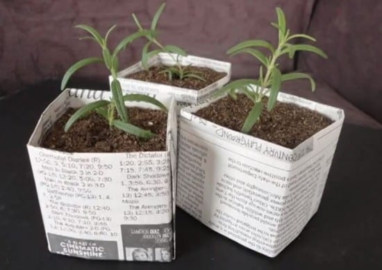 newspaper pots for seedlings