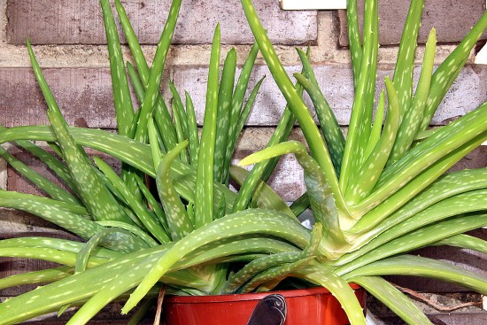 How to Care for Aloe Vera Plants