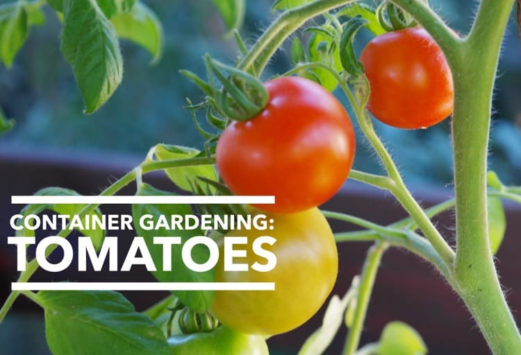 Growing Tomatoes in Containers What you Need to Know to grow healthy