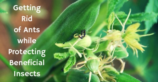 Natural Methods For Getting Rid Of Ants Natural Methods For Getting Rid Of Ants