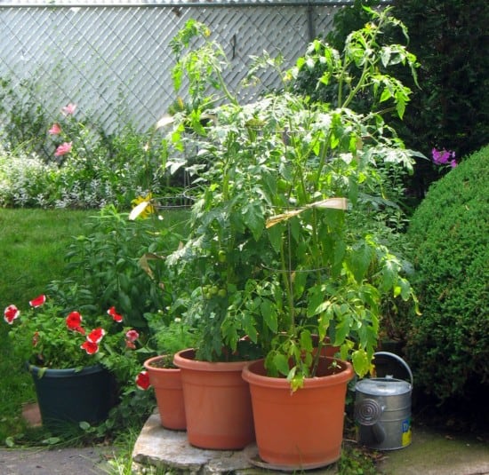 Growing Tomatoes in Pots Best Varieties
