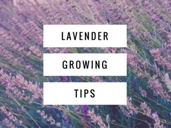What are some tips for growing lavender?