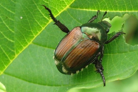 japanesebeetle Japanese Beetle
