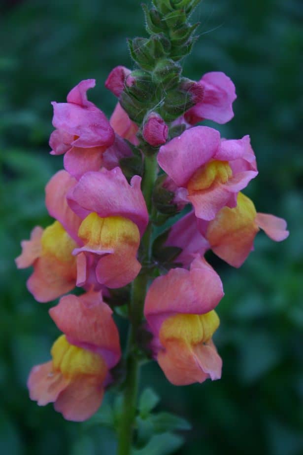 snapdragon do a30