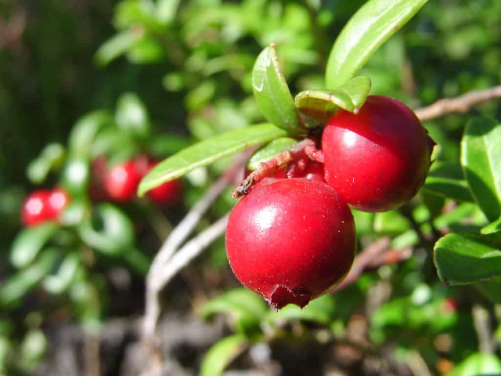 Health Benefits of Cranberry
