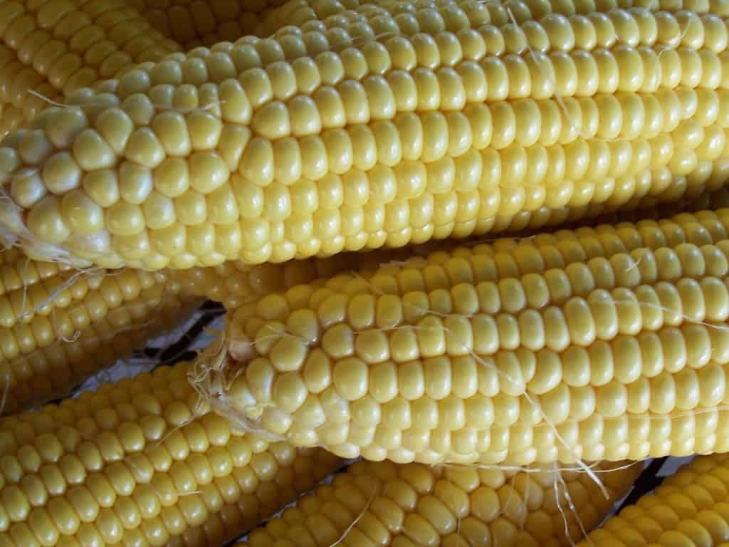 Is corn on the cob fattening?
