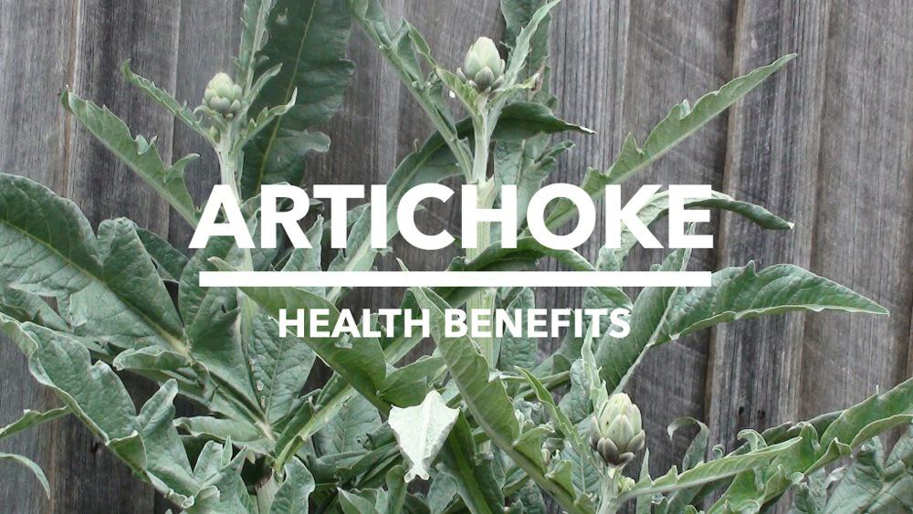 Health Benefits of Artichoke