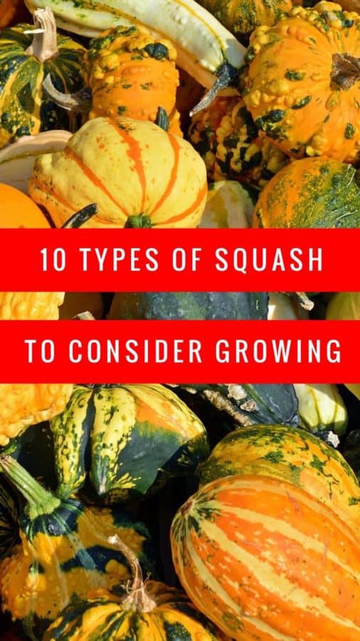 10 Types of Garden Squash