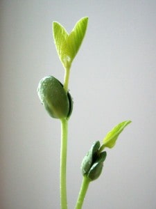 flower-sprout-morgue-rikahi How do flowers grow