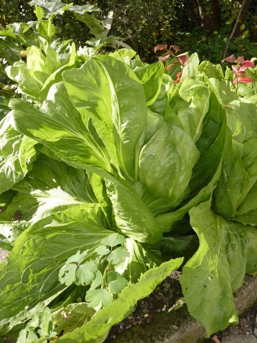 lettucegrowing