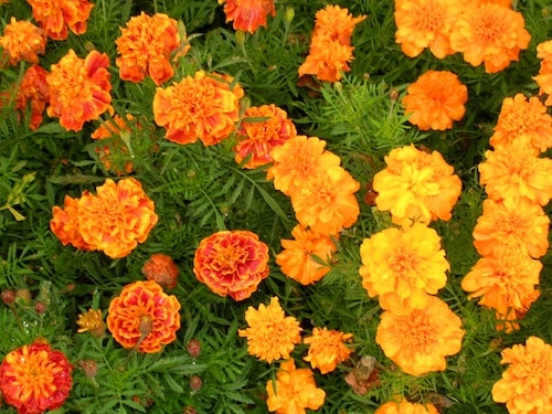 marigolds-morgue-dancerinthedark Growing Marigolds