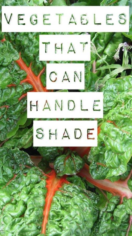 Shade Vegetables Try These 10 Options!
