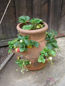 strawberry-pot-flickr-jordansmall Winterizing Potted Strawberry Plants