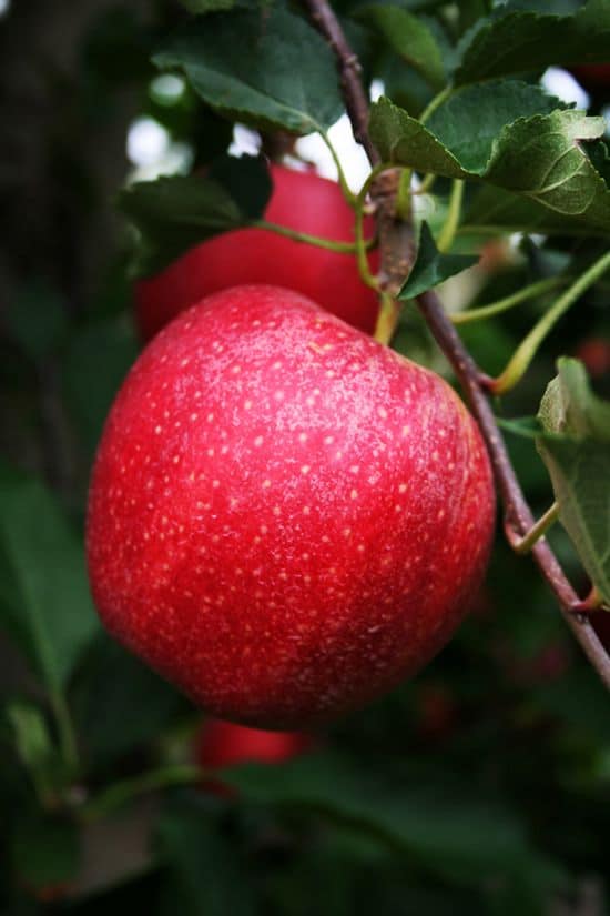 Common Diseases Of Apple Trees