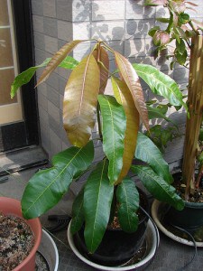 mango-plant-flickr-Fluorides-memories Mango Plant
