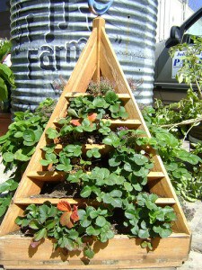 Building Strawberry Planter Plans