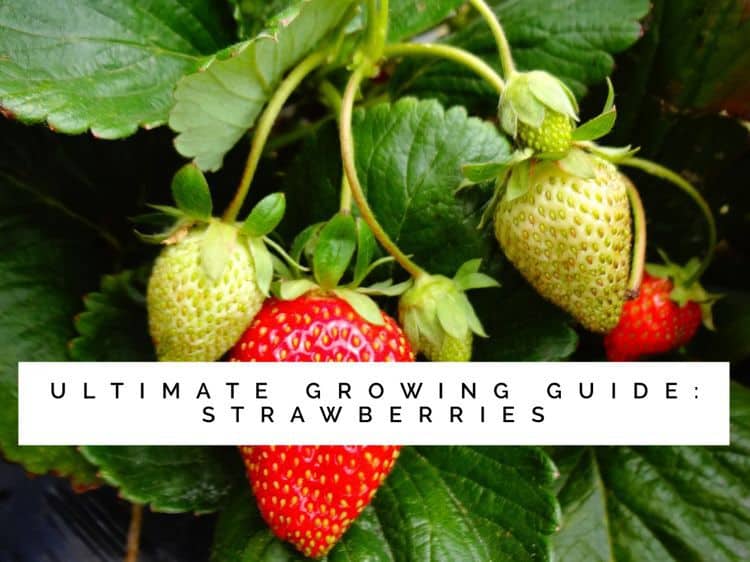 Growing Strawberries The Ultimate Guide