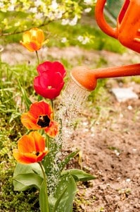 ultimate-flower-flickr-Mourner How to Grow Flowers