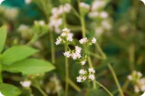 Stevia Plant