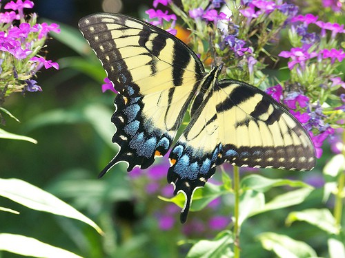 butterfly-flickr-SFAJane Butterfly Garden