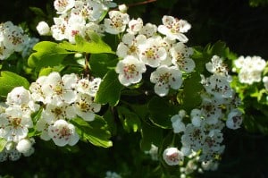 hawthorn-flickr-net_efekt Herbs to Lower Blood Pressure
