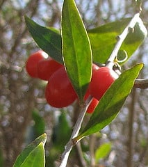 goji berries