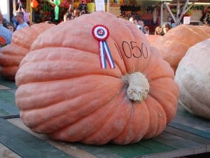 pumpkin How to Grow Giant Pumpkins