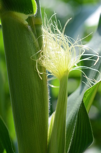 Corn Earworms: How to Prevent and Control