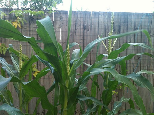corn Corn Diseases