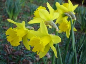 daffodils-rovingl How to Plant Daffodils