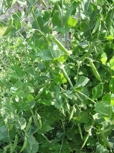 peas-janetmck Pea Weevils