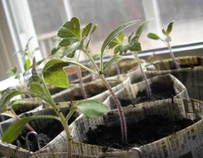 seedlings-jspatchwork When to start seeds