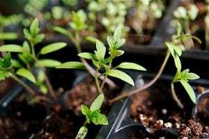 seedlings-stevendepolo Seedstarting Made Easy