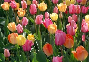 tulips-The-Glass-Beehive Planting Tulips for Best Results