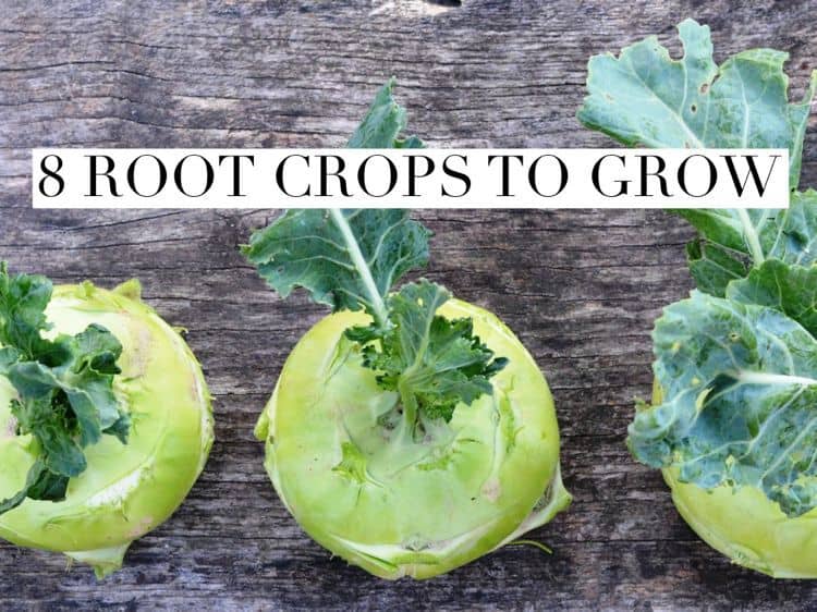 Root Crops for the Home Garden