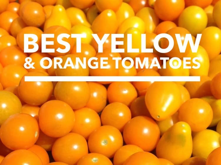 Yellow Tomatoes and Orange Tomatoes Best Varieties