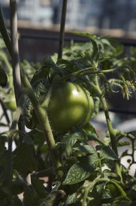 celebrity-tomato-M-Witherow Growing Celebrity Tomatoes