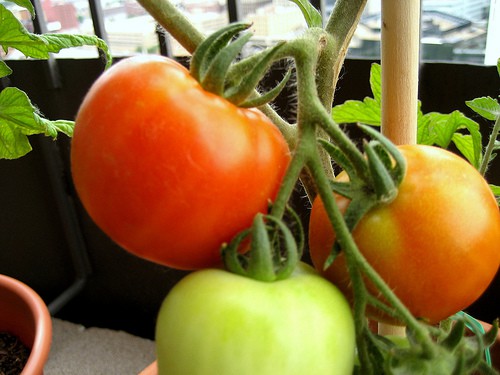 early-girl-little-blue-hen Growing Early Girl Tomatoes