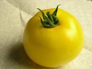lemon-boy-The-Marmot Growing Lemon Boy Tomatoes