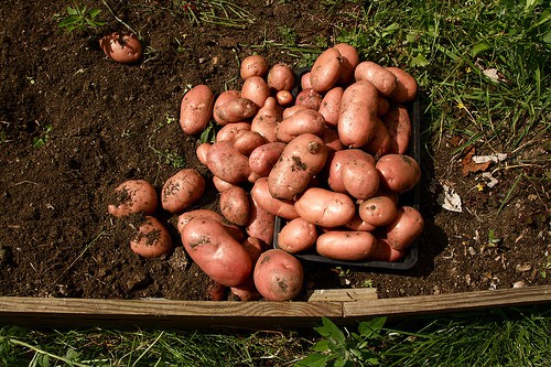 potatoes-jonny2love Root Crops for the Home Garden