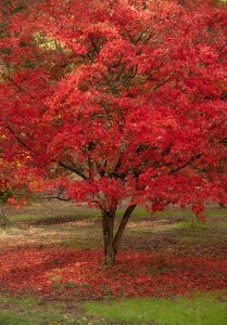 Maple Tree Constructing a Tree Well