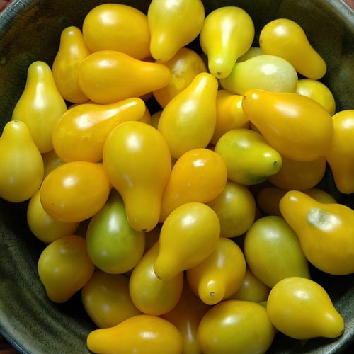 yellow-pear-cygnus921 Growing Yellow Pear Tomatoes