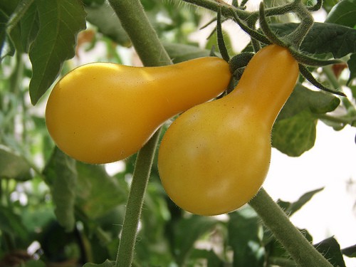 yellow-tomatoes-emerson12 Yellow Tomatoes and Orange Tomatoes