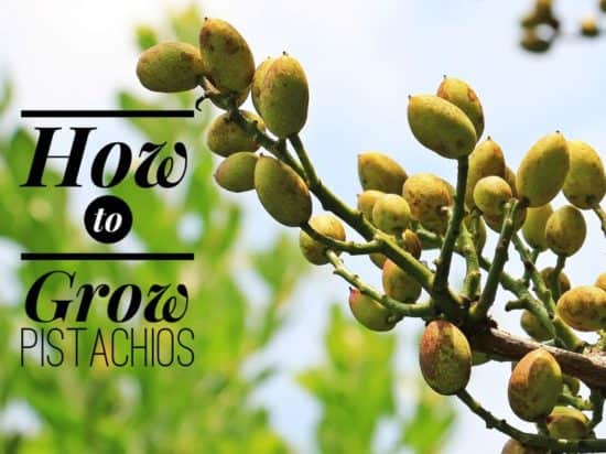 Growing Pistachios