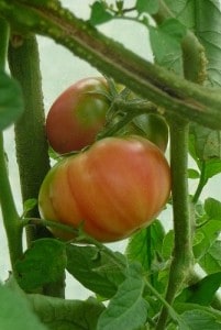 beefsteak-tomato-nociveglia Growing beefsteak tomatoes