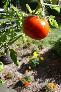 better-boy-tomato-llauren Growing Better Boy Tomatoes