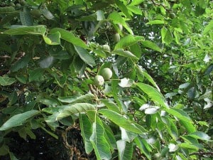 growing-walnuts-lavilleautady Growing walnuts