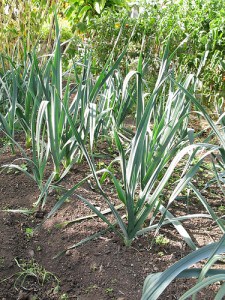 onions-leeks-gardengrrrl Onion Alternatives