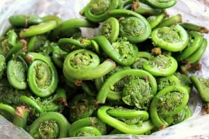 fiddleheads-Dana-Moos Fiddleheads - Identify and Cook