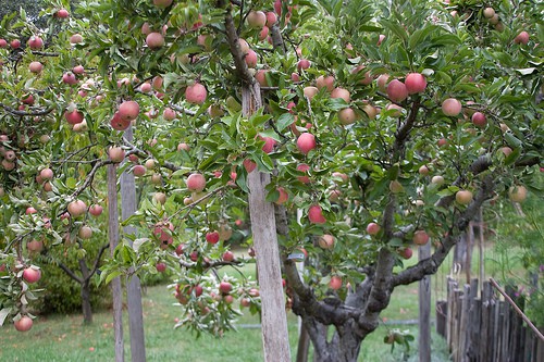 heirloom-apples-bgreenlee Heirloom apples